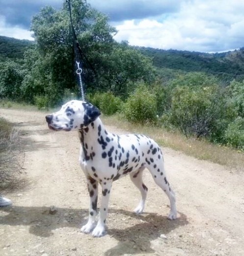 posando 5 meses